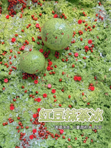 Matcha Red Bean Ice Squishy Ball