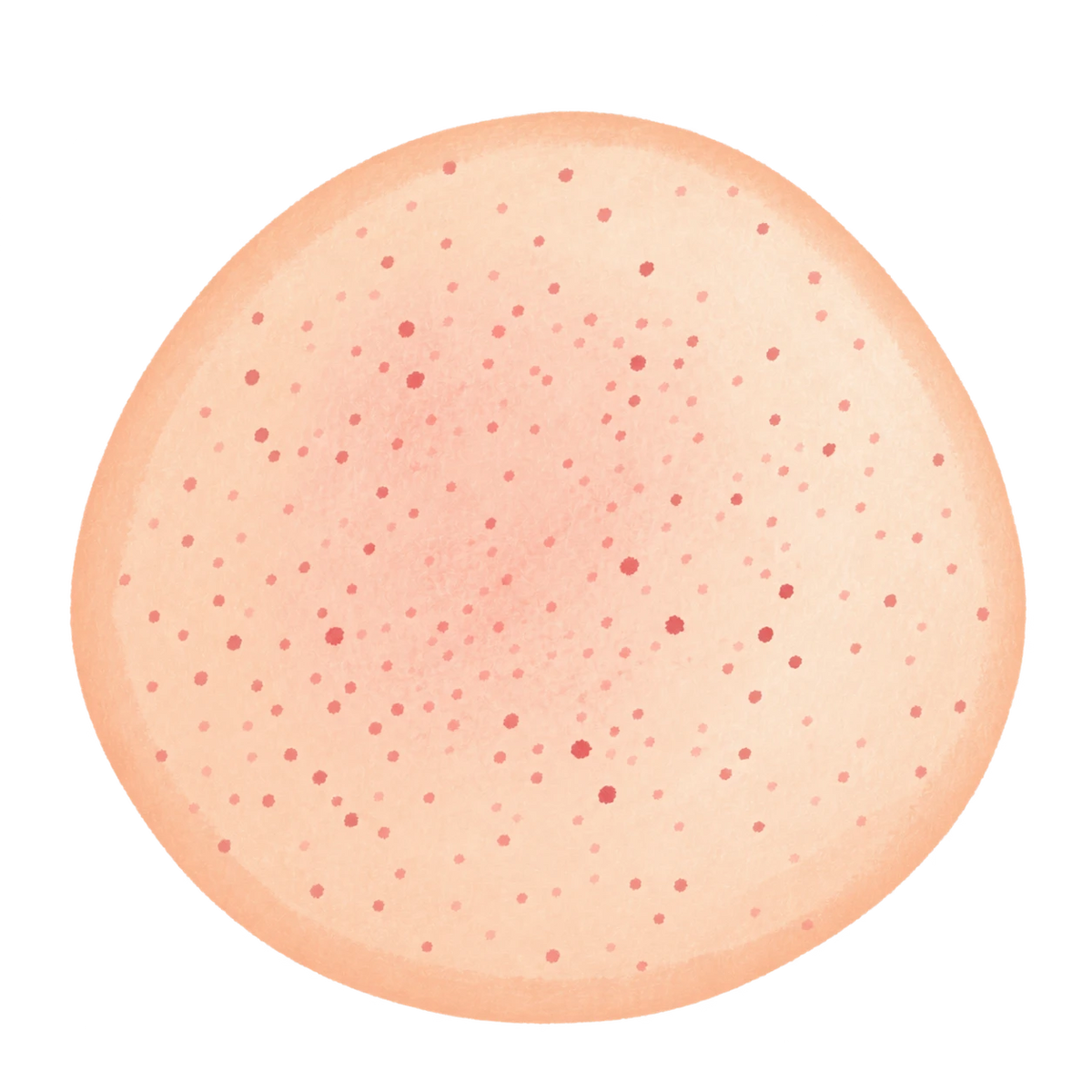 Soft Bun Squishy — PLM-SR-96F838424B23735C — Hand-painted illustration