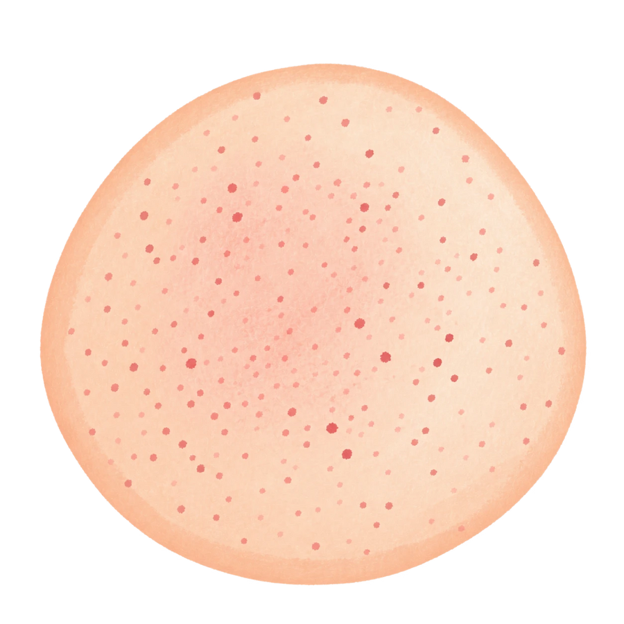 Soft Bun Squishy — PLM-SR-96F838424B23735C — Hand-painted illustration