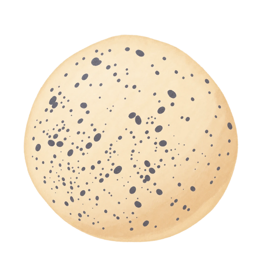 Soft Bun Squishy — PLM-SR-98B8C1121CA905D3 — Hand-painted illustration