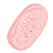 Peach Bread Squishy — PLM-SR-CC14A401F8D136DF — Hand-painted illustration